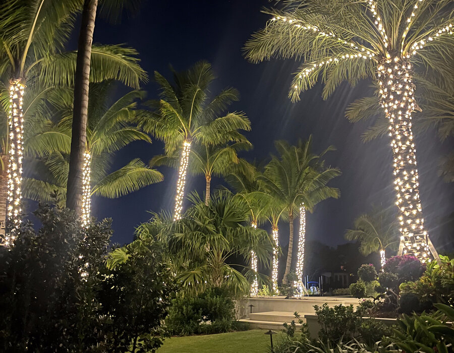 Row of palm trees lining a walkway wrapped in holiday lights