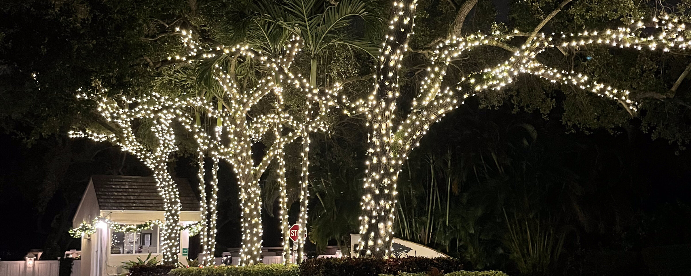 Oak tree canopy over a driveway wrapped in warm white holiday lights