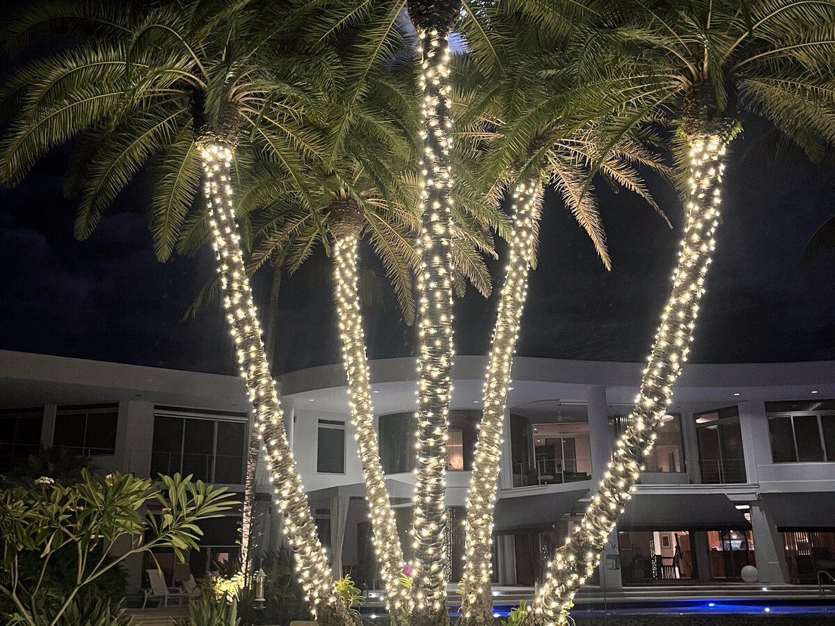 Cluster of palm trees wrapped in custom holiday lighting